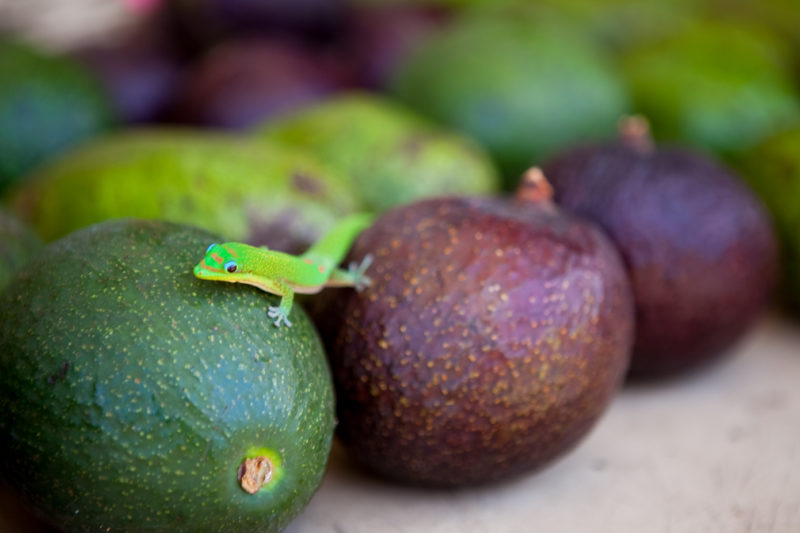 A gold dust day gecko on some avocados.