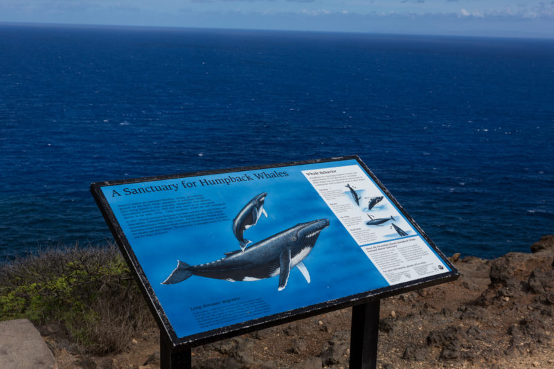 Makapuu Lighthouse Trail: Whale watching viewpoint. Hawaii travel. Things to do in Oahu. Things to do in Hawaii.
