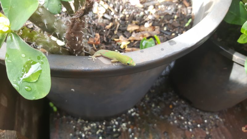 Gold dust day gecko in a potted plant.