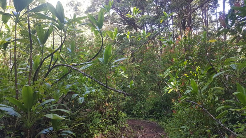 Ti leaves growing wild in Kaunala Trail.