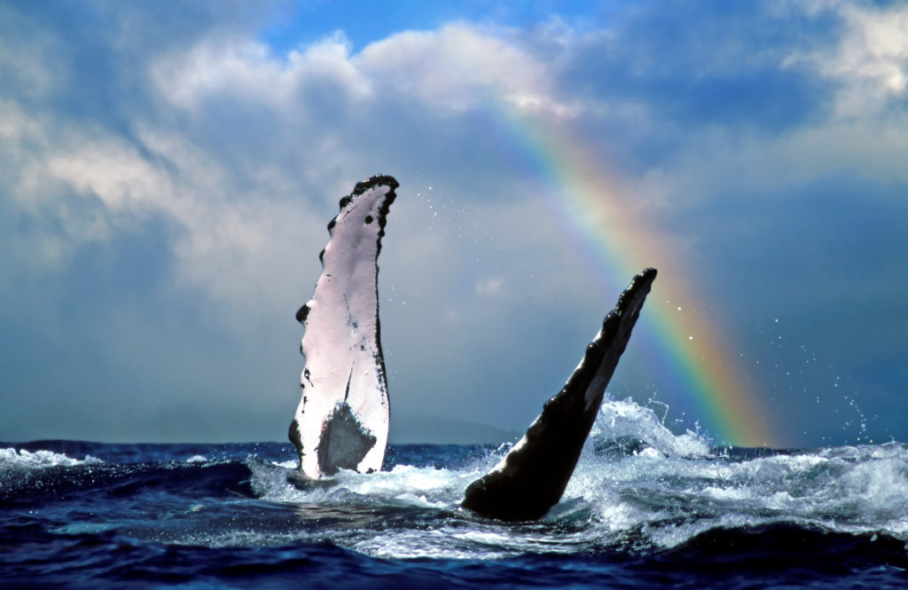 A whale and a rainbow. Photo Credit: Hawaii Tourism Authority (HTA) /Joe West