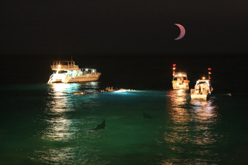 Diving with manta rays.