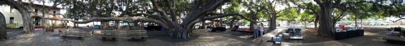Maui's famous banyan tree.