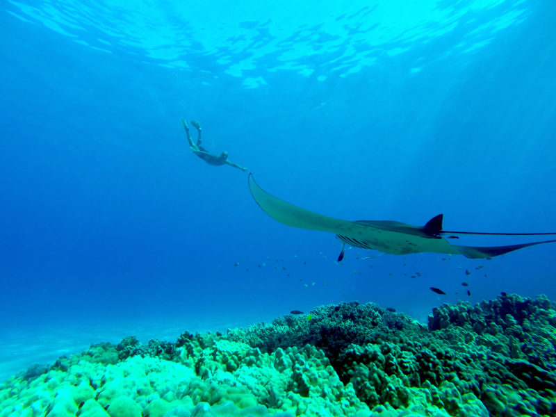 Diving with manta rays.