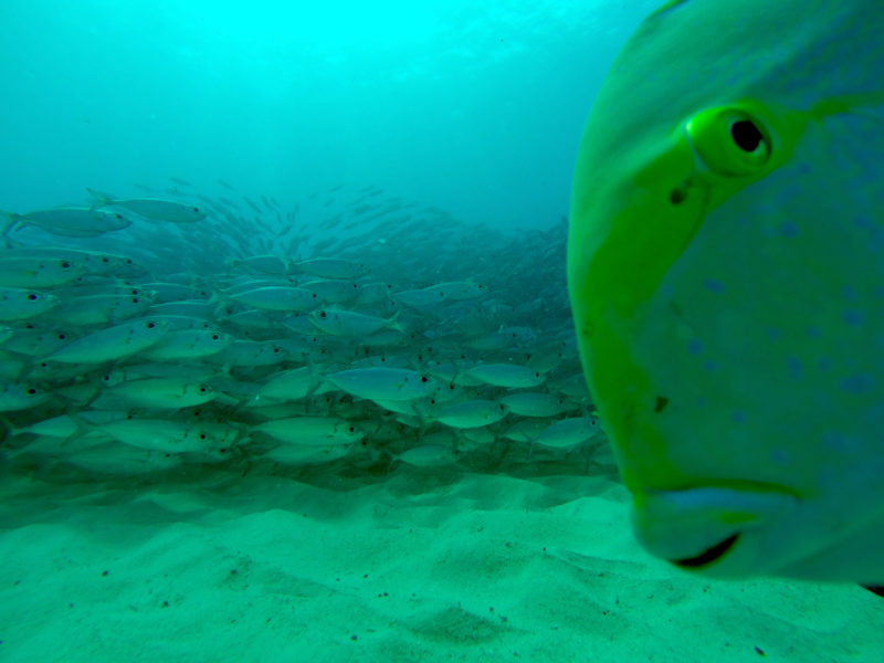 Curious fish while diving in Hawaii.