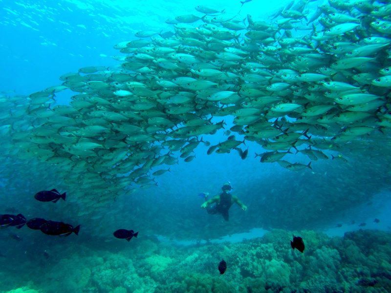 Free diving with a school of fish.