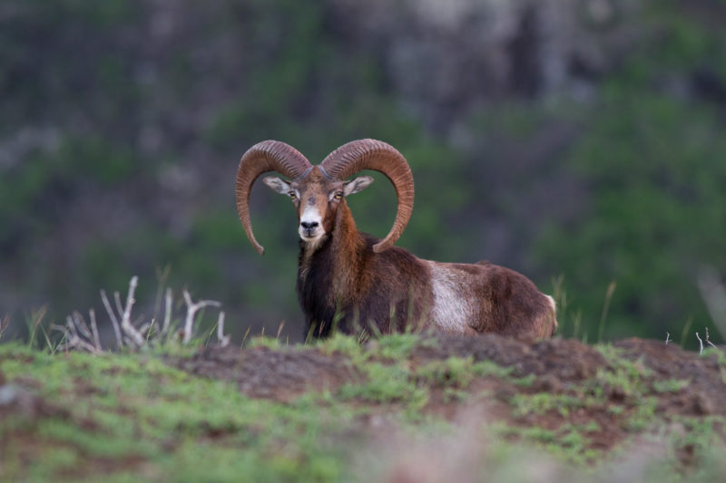 Even the rams will check you out from far away on Lanai.