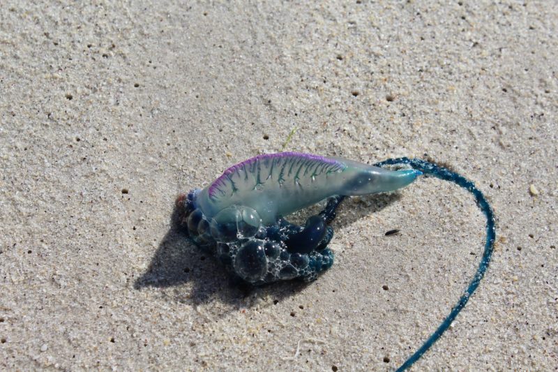 Don't pee on a jellyfish sting in Hawaii - A Portugese man-o-war on the sand.