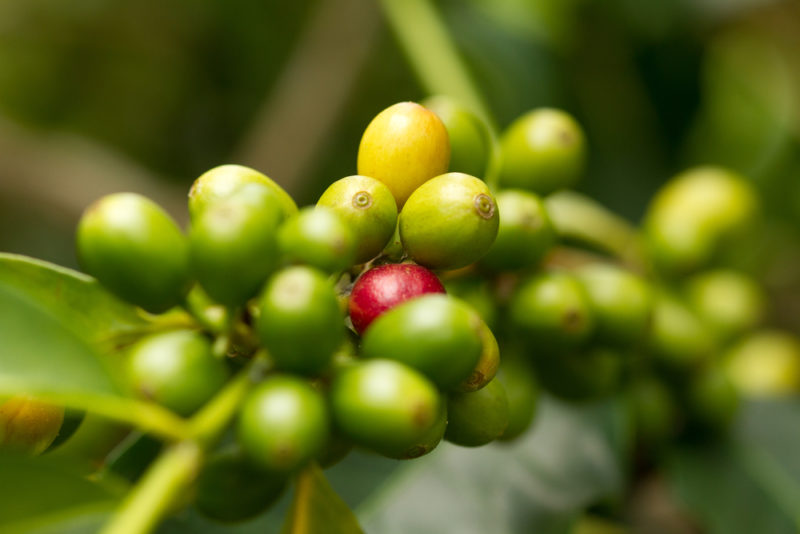 Coffee from the Big Island is guaranteed to be on any Big Island food list. It's that good!