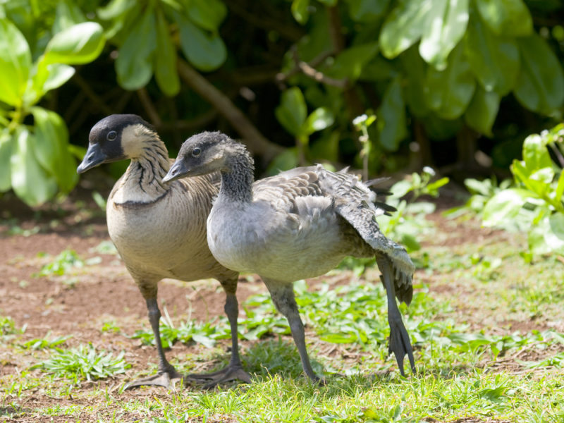 Nene goose with it's fledgling baby.