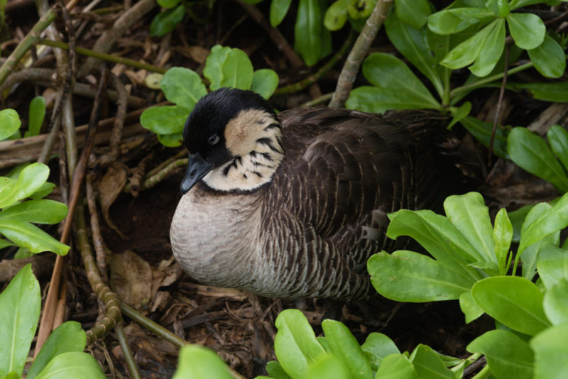 Sleeping Nene goose.