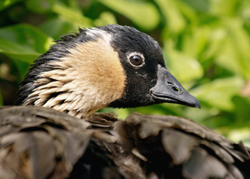 Nene geese are abundant on Kauai.