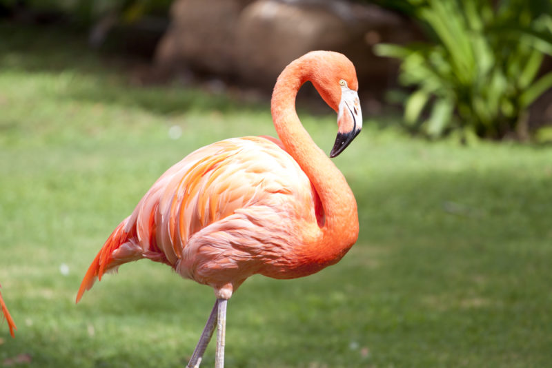 The Honolulu Zoo's American flamingo.