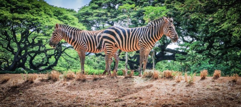 The Honolulu Zoo's zebras eating grass.