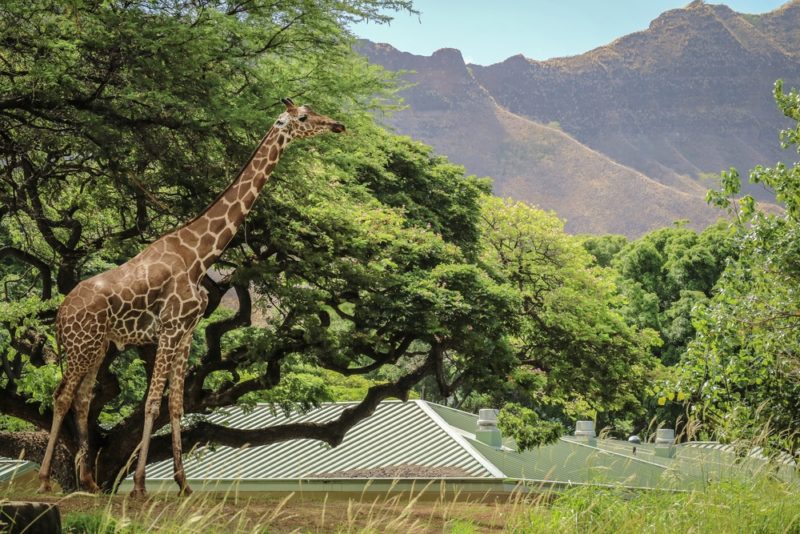 The Honolulu Zoo - Giraffe and Diamond Head.