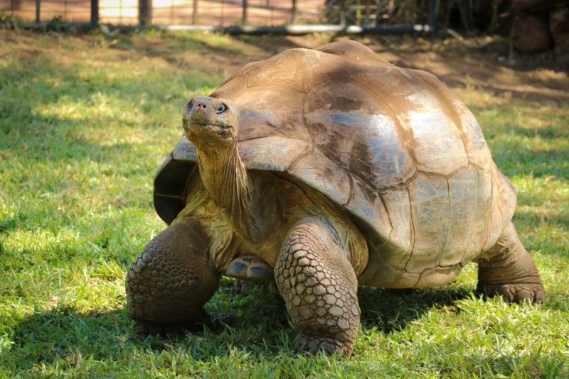 The Honolulu Zoo tortoises have been here for a long time.