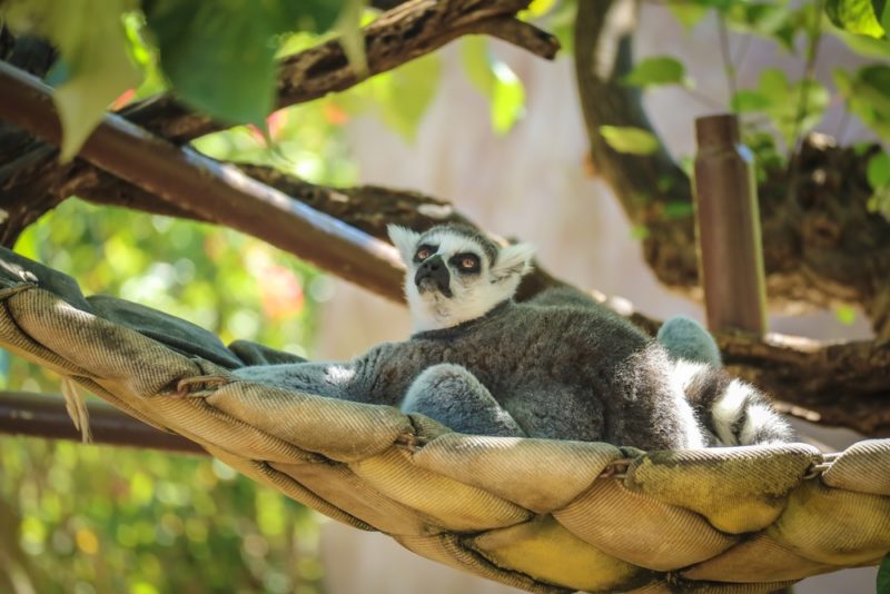 The Honolulu Zoo's ring-tailed lemur.