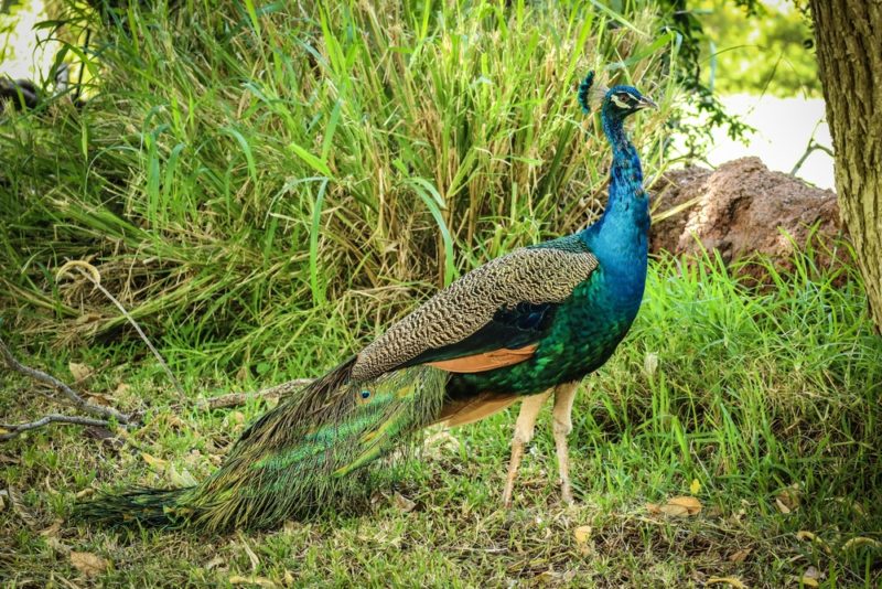 The Honolulu Zoo's peacocks run wild and free.