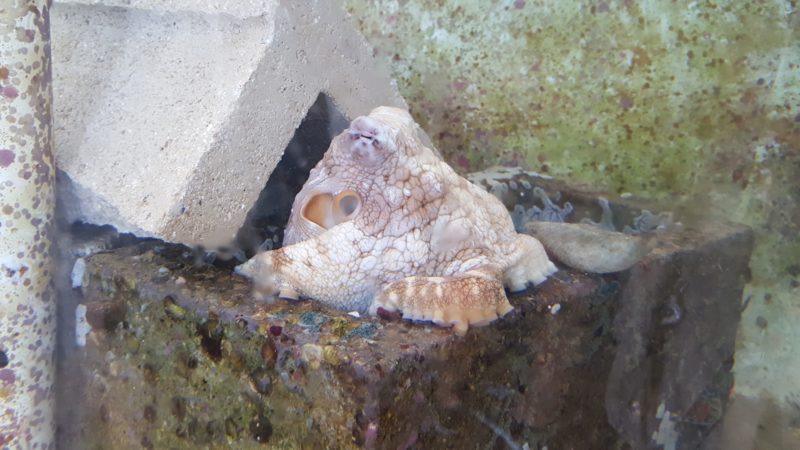 The pet octopus at Coconut Island.