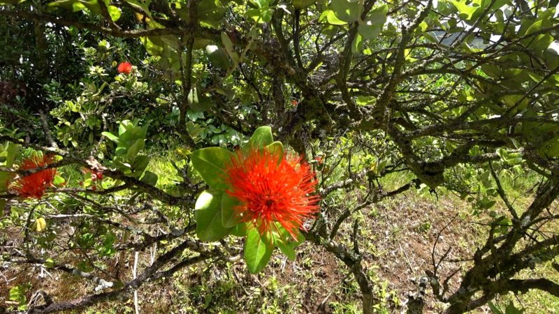 Lehua blossom at Hoomaluhia Garden