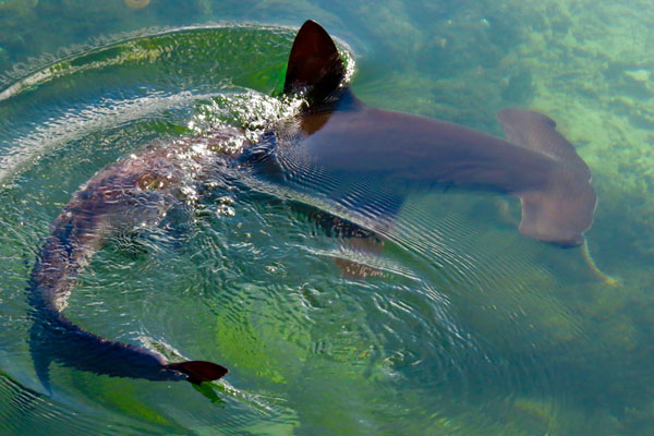 Coconut Island hammerhead sharks.