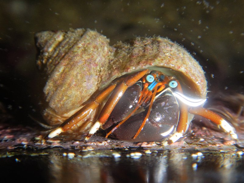 Hermit crab up close.