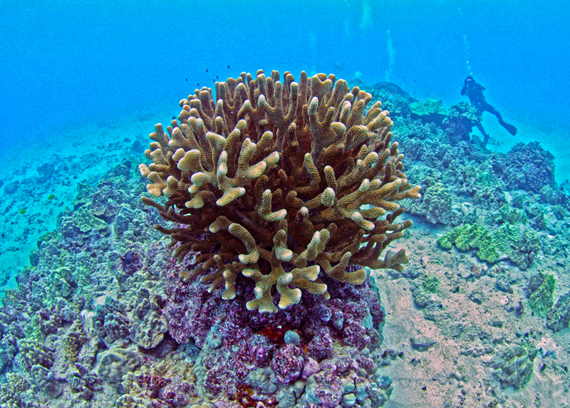 Studying coral.