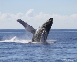 Oahu whale watching