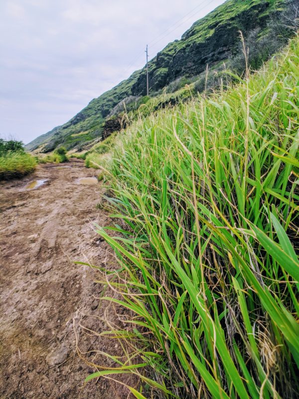 Kaena Point hike