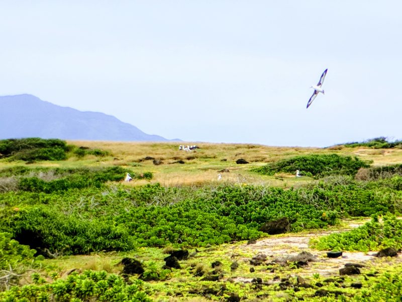 Kaena Point hike