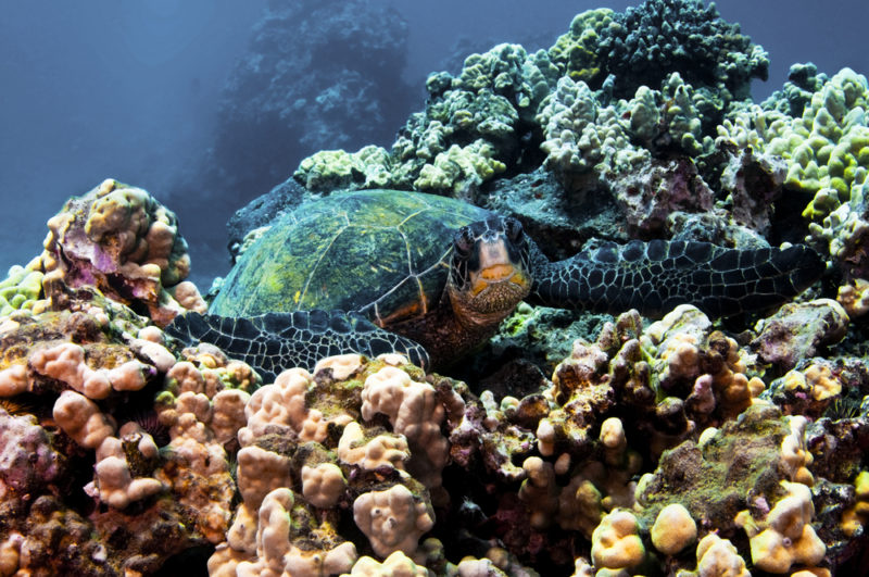 Turtles on Maui