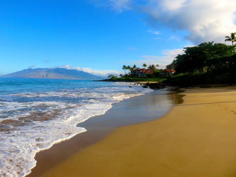 Turtles on Maui