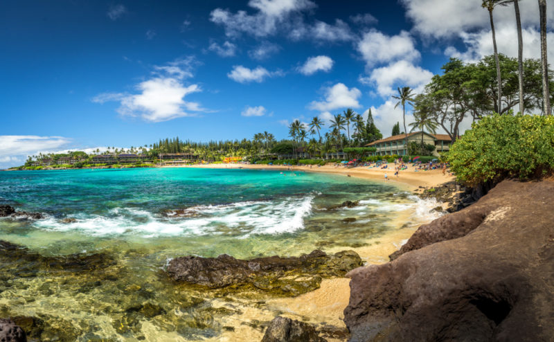 Turtles on Maui