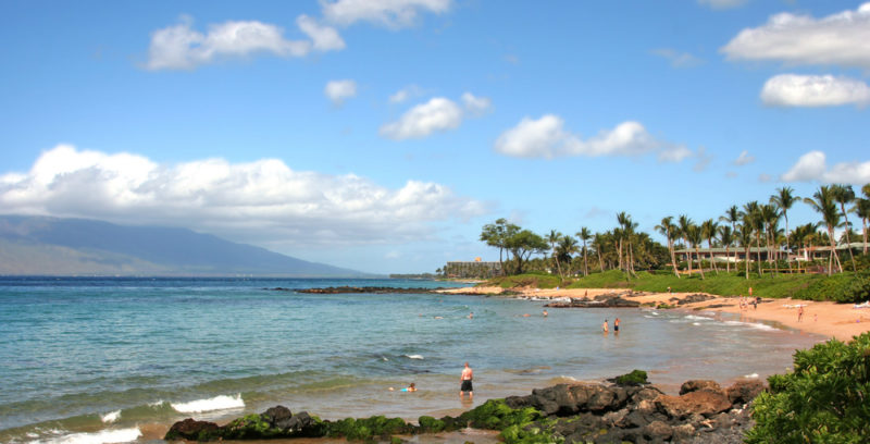 Turtles on Maui