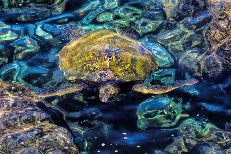 Turtles on Maui