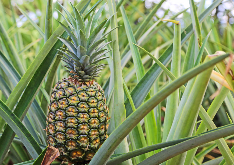 Dole Plantation is the place to learn about the fruit that put Hawaii on the map. Expect pineapples everywhere outside, inside, in the food, on souvenirs and growing everywhere.