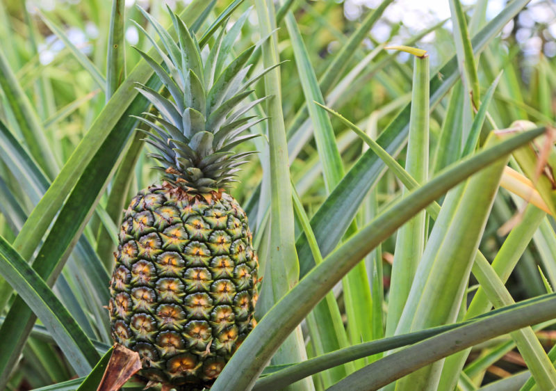 HELLO KITTY - PINEAPPLE DESIGN (BAG WITHIN A BAG) - Dole Plantation