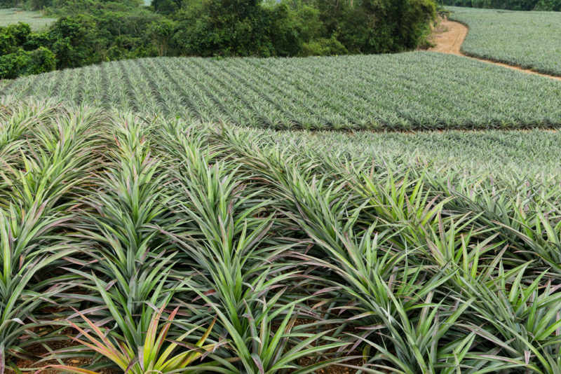 Dole Plantation pineapple plants as far as the eye can see.