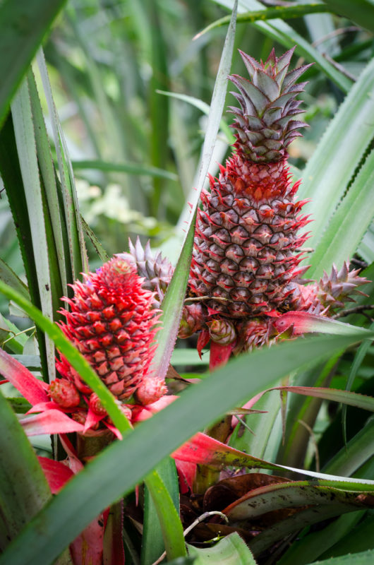 Pink pineapples growing at Dole Plantation are a neat thing to see.