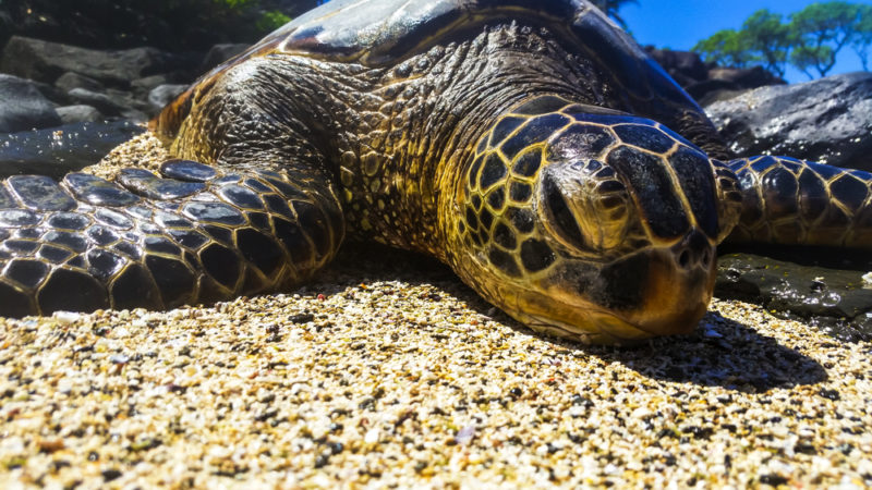 Turtles on Maui