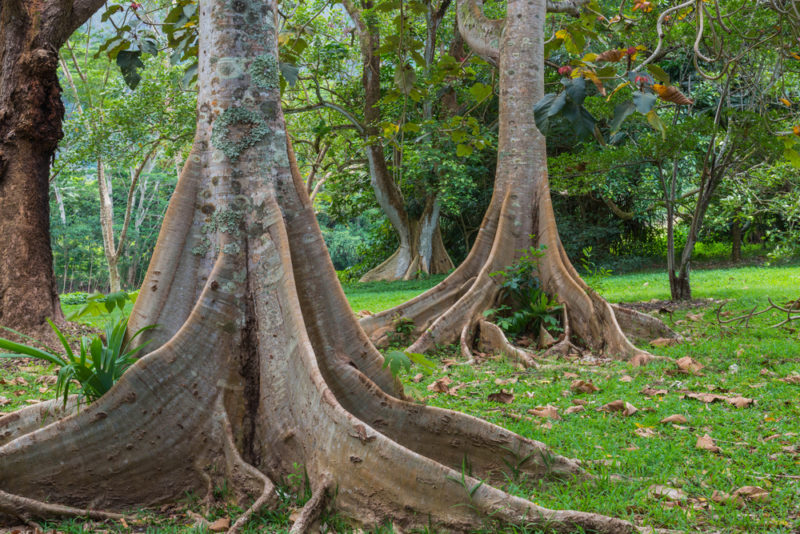 Hoomaluhia Botanical Garden Camping