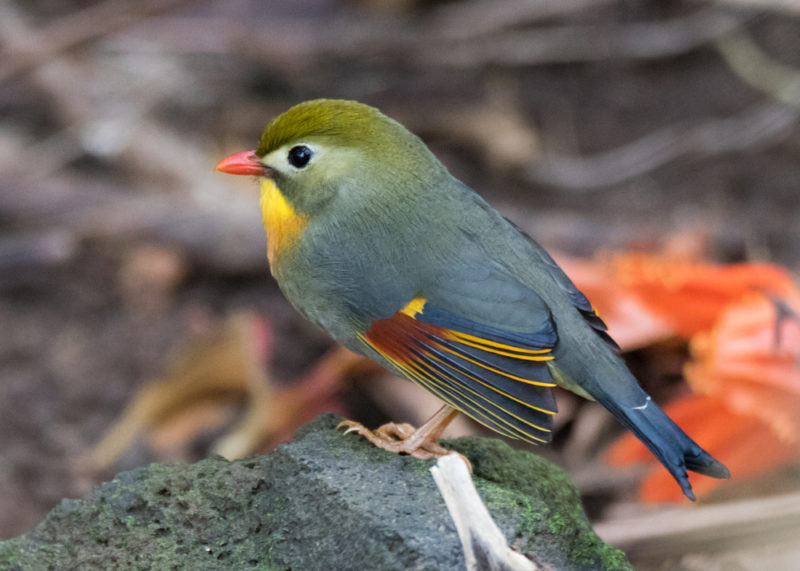 Hoomaluhia Botanical Garden's red-billed leiothrix or Japanese hill robin.