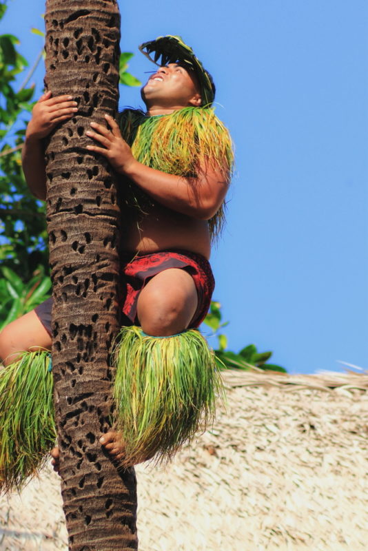 Polynesian Cultural Center climbing a coconut tree.