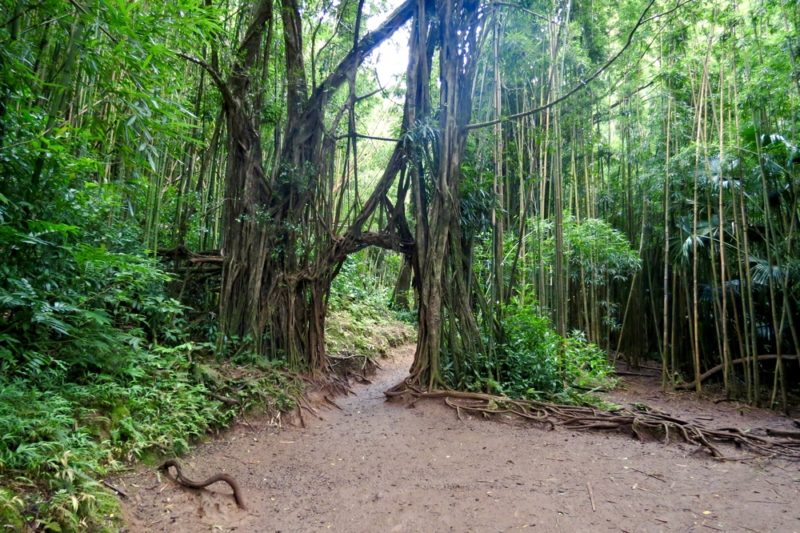 Get Your Feet Muddy And Wet At Manoa Falls