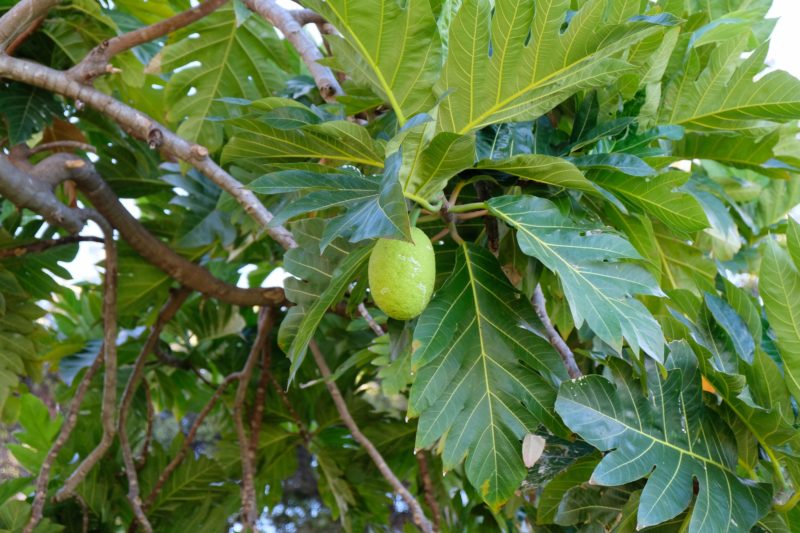 The Best Lookout For Pearl Harbor Ships Is At Leeward Community College - A young breadfruit.
