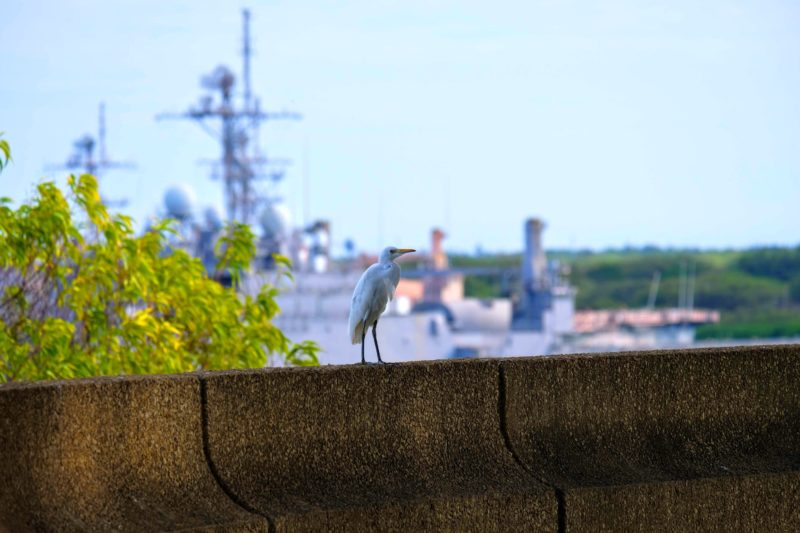 The Best Lookout For Pearl Harbor Ships Is At Leeward Community College - A cattle egret giving me the eye.