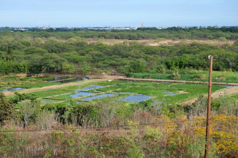 The Best Lookout For Pearl Harbor Ships Is At Leeward Community College - Watercress farms.