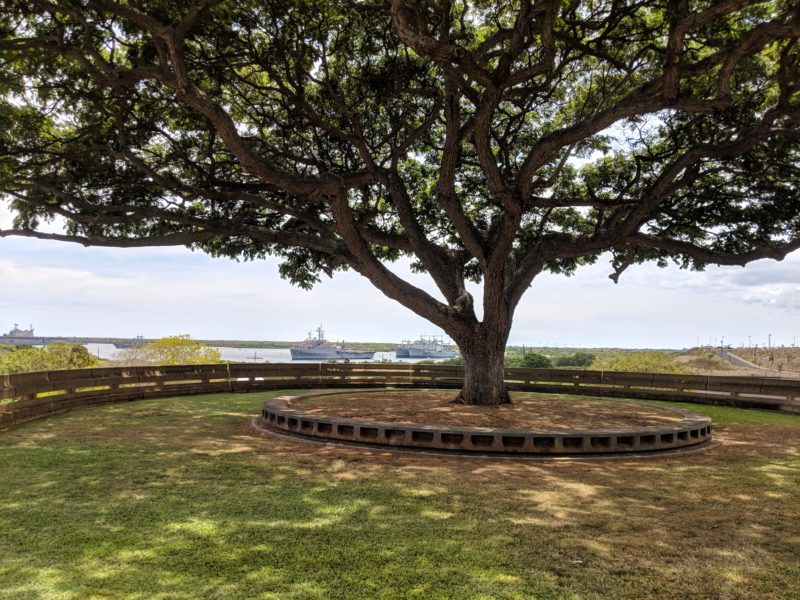 The Best Lookout For Pearl Harbor Ships Is At Leeward Community College - My favorite monkeypod tree at LCC.