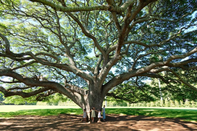 Have you heard about the Hitachi tree in Moanalua Gardens, Oahu, Hawaii? It's a famous tree in Japan and many Japanese tourists make the trek to these privately-owned gardens to see this magnificent tree that's been deemed an "exceptional" tree by the city council. Visit this hidden gem and discover not just a tree, but a royal summer home, plenty of beautifully carved wooden furniture and an oasis in central Oahu. From a local Hawaii girl's point-of-view.