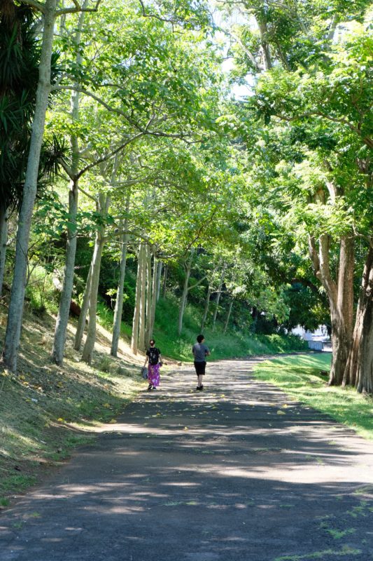 Have you heard about the Hitachi tree in Moanalua Gardens, Oahu, Hawaii? It's a famous tree in Japan and many Japanese tourists make the trek to these privately-owned gardens to see this magnificent tree that's been deemed an "exceptional" tree by the city council. Visit this hidden gem and discover not just a tree, but a royal summer home, plenty of beautifully carved wooden furniture and an oasis in central Oahu. From a local Hawaii girl's point-of-view.